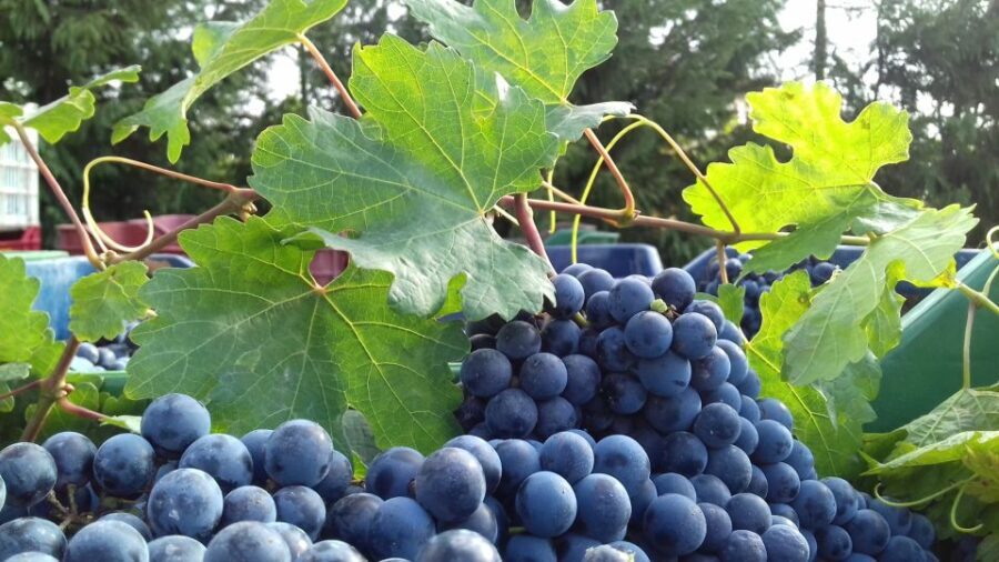 Crete: Olive, Wine, & Raki on a Flavorful Culinary Journey - Why This Tour Works Well