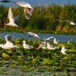 Danube Delta and Black See - 2 Days Private Tour from Bucharest - What Makes This Tour Stand Out?