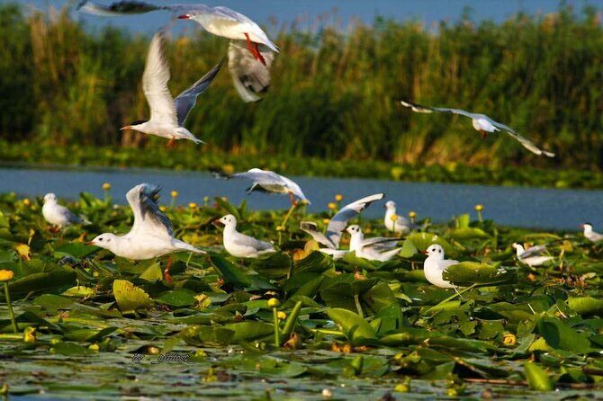 Danube Delta and Black See - 2 Days Private Tour from Bucharest - What Makes This Tour Stand Out?