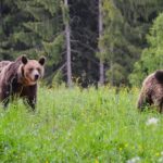 Day Trip & Bear Watching in the Land of Volcanoes - Who Should Consider This Tour?