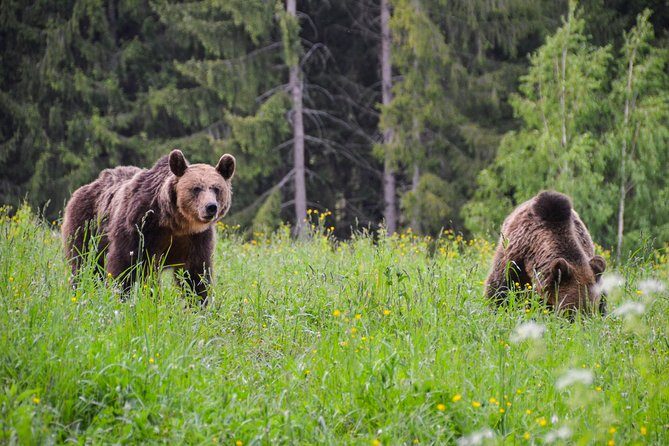Day Trip & Bear Watching in the Land of Volcanoes - Who Should Consider This Tour?