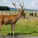 Day trip from Brasov: Bison reserve & traditional lunch - Transportation and Duration