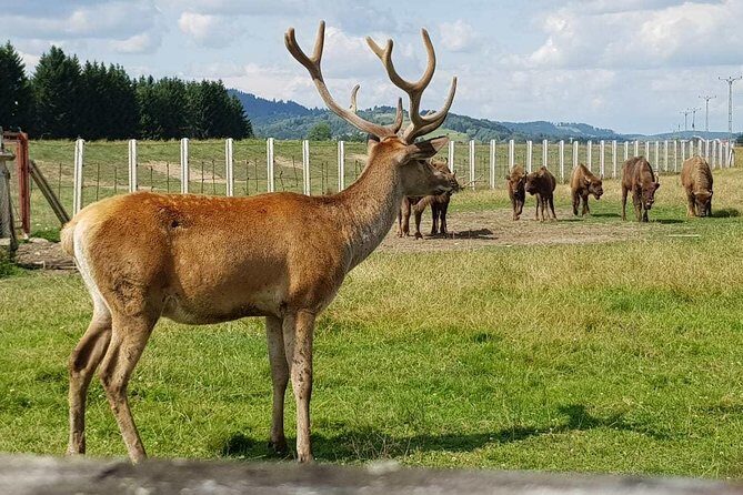 Day trip from Brasov: Bison reserve & traditional lunch - Transportation and Duration