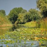 Day Trip from Bucharest to Danube Delta - The Danube Delta: A UNESCO Wonder and Birdwatcher’s Paradise