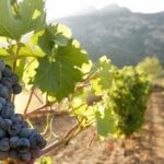 Day Trip to Nemea Winery & Nafplio - Practical Tips for Travelers