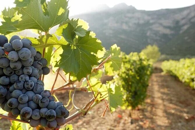 Day Trip to Nemea Winery & Nafplio - Practical Tips for Travelers