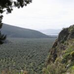 Delphi: Easy Hike on Ancient Path through the Olive Groves - Highlights of the Experience