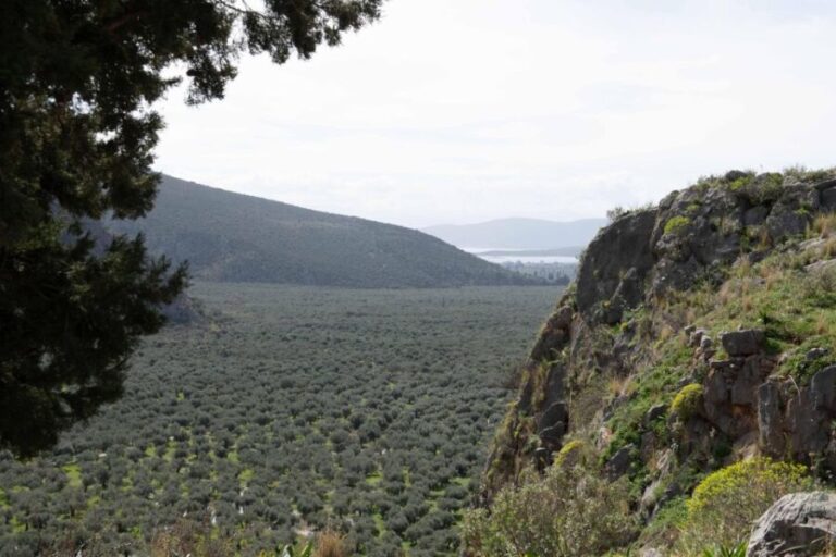 Delphi: Easy Hike on Ancient Path through the Olive Groves - Highlights of the Experience
