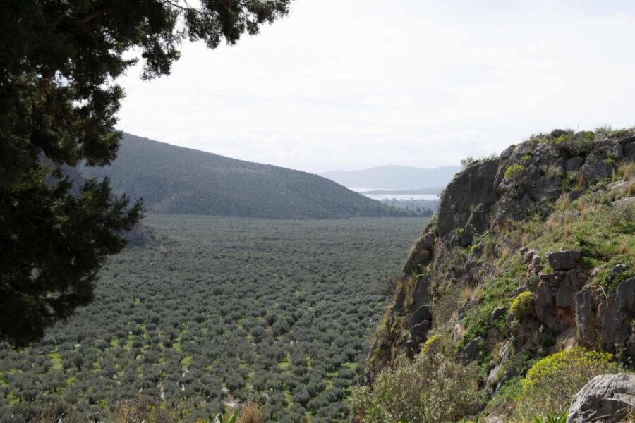 Delphi: Easy Hike on Ancient Path through the Olive Groves - Highlights of the Experience