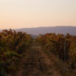 Dinner at the Vineyards in Lagoa - A Deep Dive into the Experience
