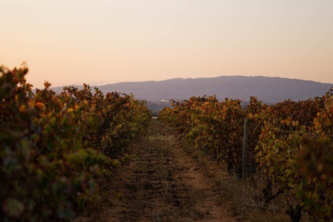 Dinner at the Vineyards in Lagoa - A Deep Dive into the Experience