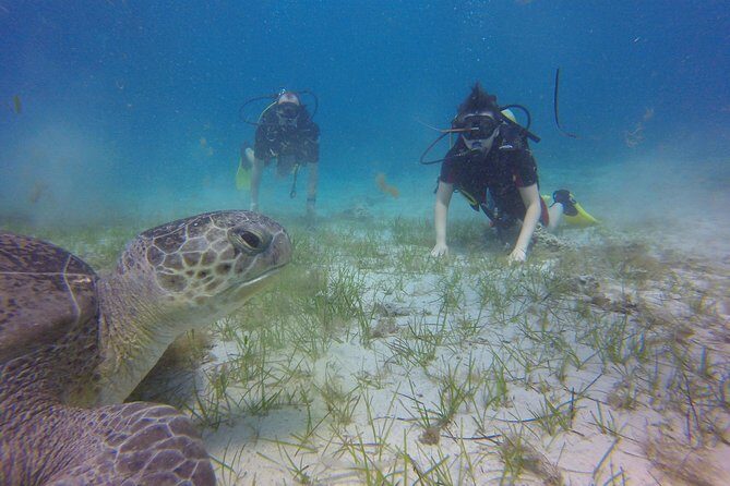 Discover Scuba diving - Detailed Breakdown of the Experience