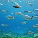 Discover SCUBA Diving with Pissouri Bay Divers - FAQs