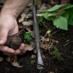 Discovery of the world of Truffles and tasting - A Deep Dive Into the Truffle Experience in Beaune