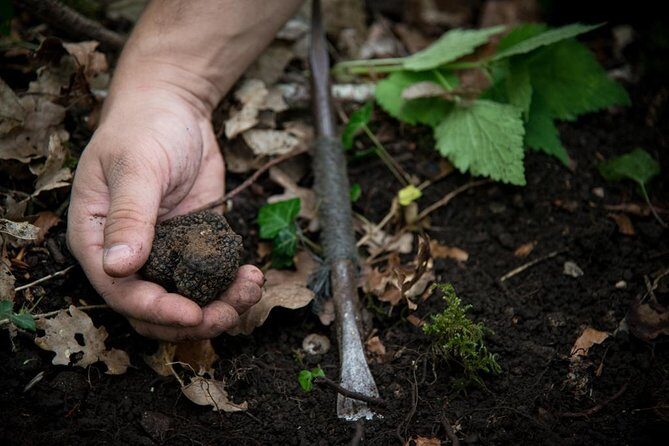Discovery of the world of Truffles and tasting - A Deep Dive Into the Truffle Experience in Beaune