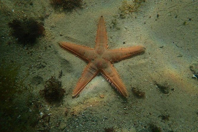 Dive in Marine Reserve, Arrábida, Setúbal, Sesimbra, near Lisbon - FAQ