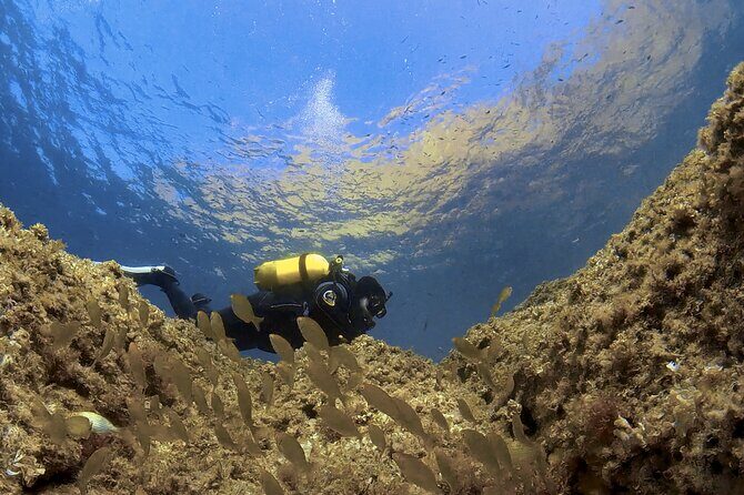 Diving baptism in the Marine Reserve of Cabo Tiñoso - Why Choose This Tour?