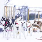 Dogsledding, near Akureyri - Who Is This Tour Best For?