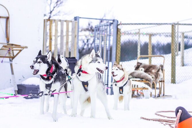 Dogsledding, near Akureyri - Who Is This Tour Best For?