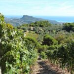 DOLCEACQUA & THE NERVIA VALLEY - The home of Rossese wine and Monet's beloved bridge - Why This Tour Works for Different Travelers