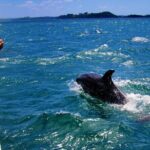 Dolphin Adventure in Sotogrande with Drink Included - What’s Included and What’s Not