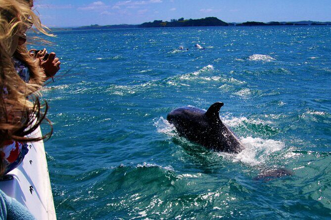 Dolphin Adventure in Sotogrande with Drink Included - What’s Included and What’s Not