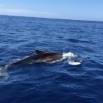 Dolphin and Whale Watching in La Restinga - Authentic Insights from Reviewers