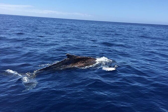 Dolphin and Whale Watching in La Restinga - Authentic Insights from Reviewers
