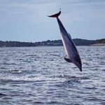 Dolphin Sunset Adventure with Speedboat - Frequently Asked Questions