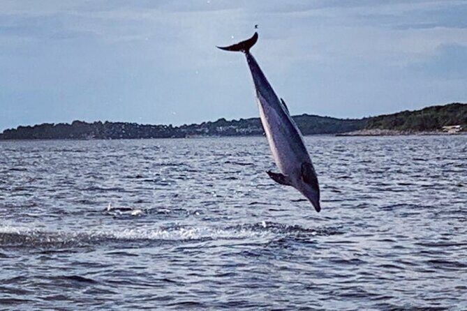 Dolphin Sunset Adventure with Speedboat - Frequently Asked Questions