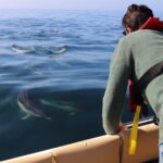 Dolphin watching and wildlife from Faro - Why This Tour Offers Great Value