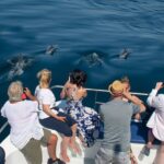 Dolphin Watching Half-Day Cruise from Lagos - The Sum Up
