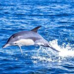 Dolphin Watching in Lisbon - Who Will Love This Tour?