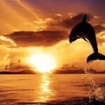 Dolphin Watching & Sunset Boat Tour With Dinner and Drinks - The Itinerary: What to Expect