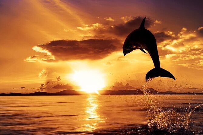 Dolphin Watching & Sunset Boat Tour With Dinner and Drinks - The Itinerary: What to Expect