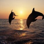 Dolphin Watching Tour  85% Chance  Drinks & Dinner Included - Practical Details and Tips