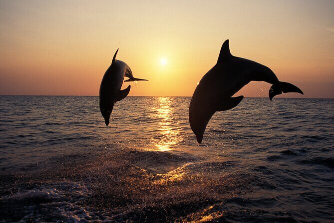 Dolphin Watching Tour  85% Chance  Drinks & Dinner Included - Practical Details and Tips