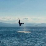 Dolphin Watching Tour - from Golfo Aranci - Why This Tour Works for Different Travelers