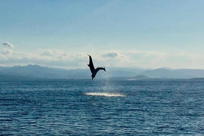 Dolphin Watching Tour - from Golfo Aranci - Why This Tour Works for Different Travelers