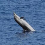 Dolphin Watching Tour with Snorkeling from Olbia - Who is this tour perfect for?