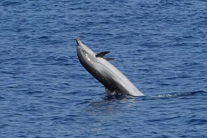 Dolphin Watching Tour with Snorkeling from Olbia - Who is this tour perfect for?