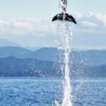 Dolphins: Dolphin Watching Tour and Capo Figari by Raft - Practical Tips for a Great Experience