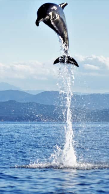Dolphins: Dolphin Watching Tour and Capo Figari by Raft - Practical Tips for a Great Experience