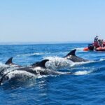 Dolphins Search and Benagil Caves from Albufeira - Final Thoughts