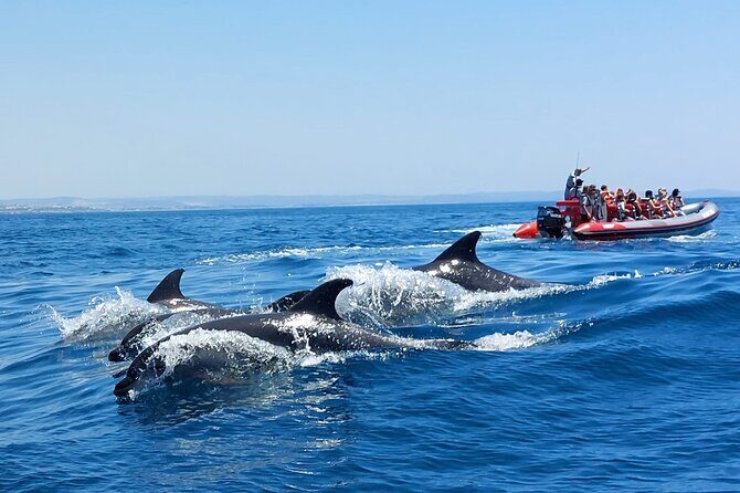 Dolphins Search and Benagil Caves from Albufeira - Final Thoughts