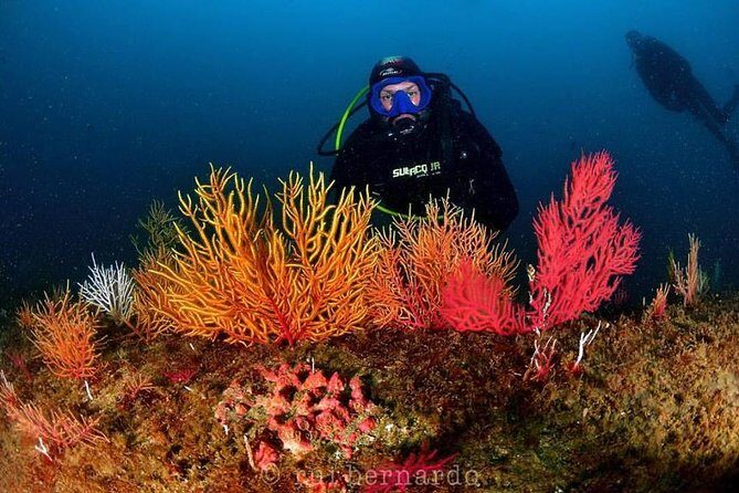 Double Dive in Cascais - go further and go under! - Authentic Reviews and Insights