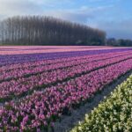Early Flower fields with Lunch & Windmill Guided Day Tour - Who Is This Tour Best For?