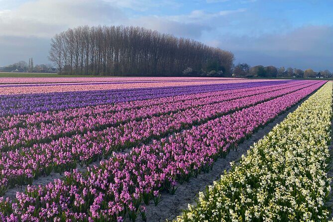 Early Flower fields with Lunch & Windmill Guided Day Tour - Who Is This Tour Best For?