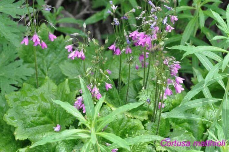 EDIBLE SPONTANEOUS PLANTS - Who Would Love This?