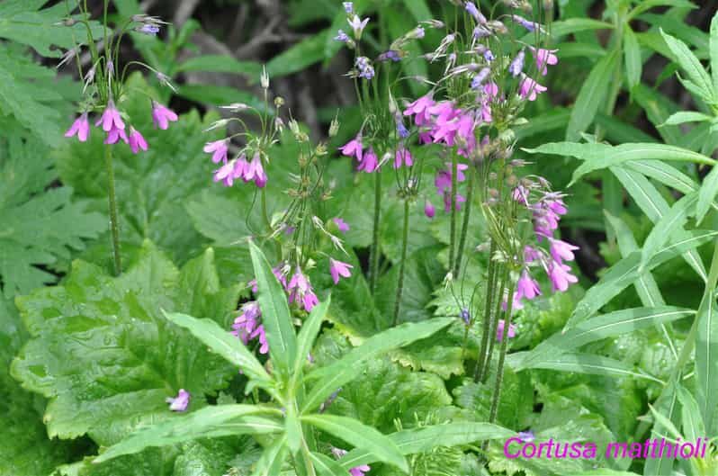 EDIBLE SPONTANEOUS PLANTS - Who Would Love This?